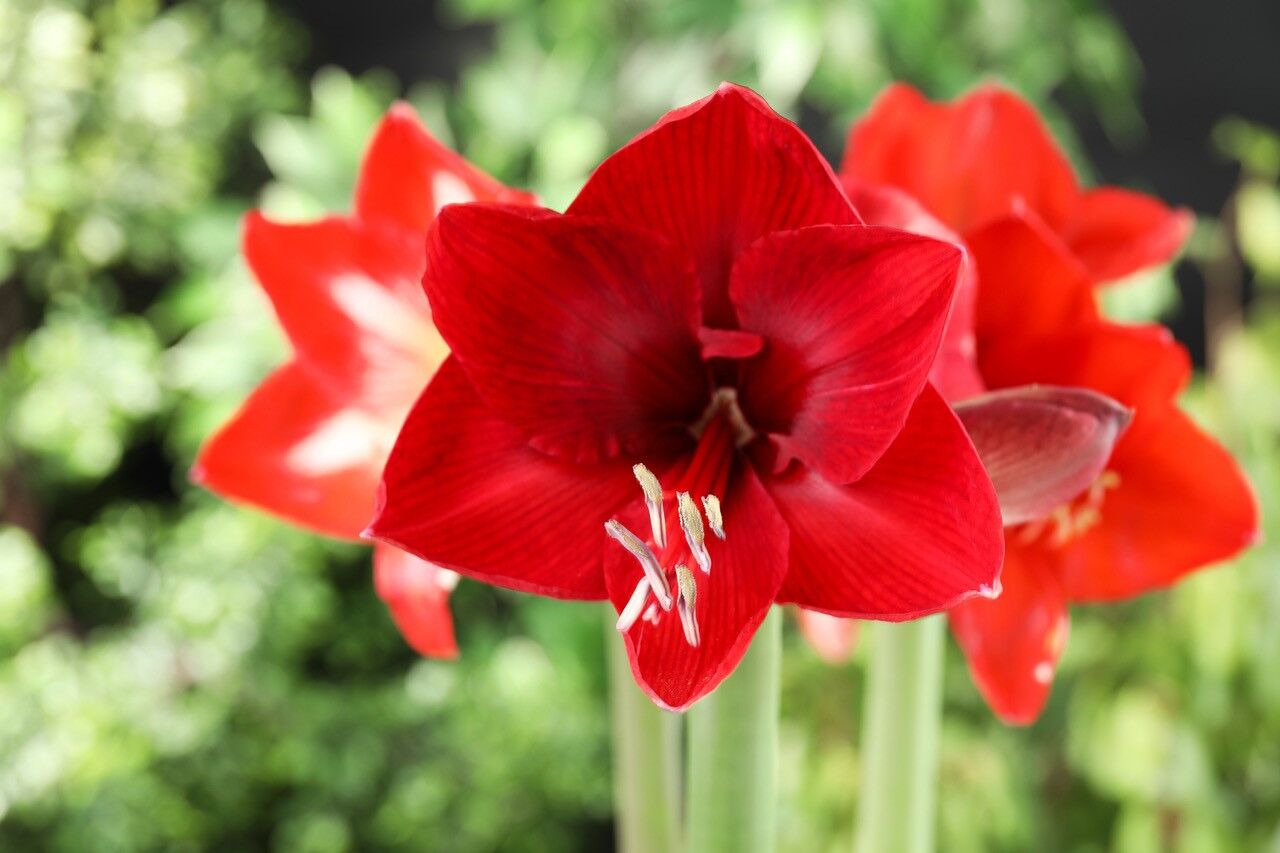 Red amaryllis.